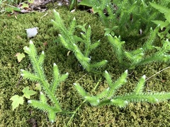 Lycopodium lagopus