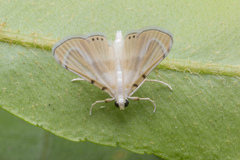 Musotiminae