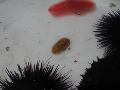 Rhyssoplax olivacea