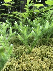 Lycopodium lagopus