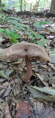 Tylopilus atronicotianus