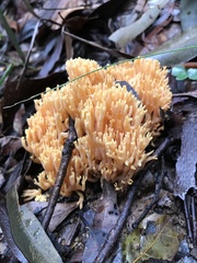 Ramaria lorithamnus