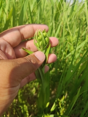 Platanthera praeclara
