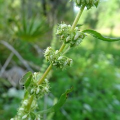 Rumex dentatus