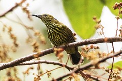 Kurochkinegramma hypogrammicum