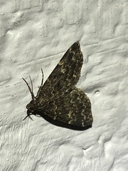 Idia scobialis