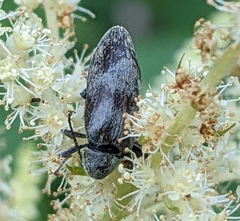 Araeopidius monachus