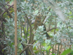 Cyanocompsa parellina