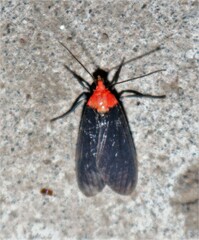 Apistosia judas