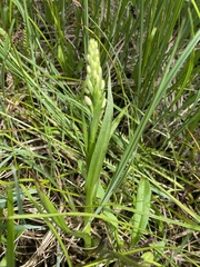 Platanthera dilatata