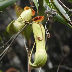 Nepenthes distillatoria