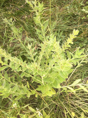 Lithospermum occidentale