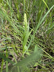 Platanthera dilatata