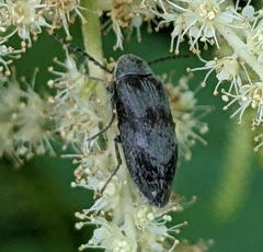 Araeopidius monachus