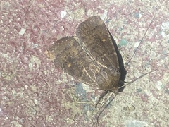 Pseudorthodes