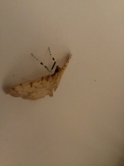 Polygrammodes flavidalis