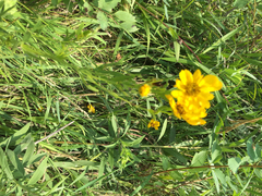 Coreopsis palmata