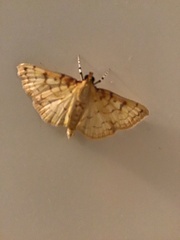 Polygrammodes flavidalis