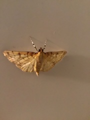 Polygrammodes flavidalis