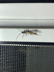 Mesostenus thoracicus