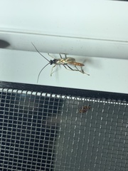 Mesostenus thoracicus