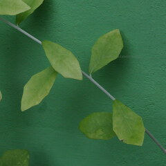 Tarlmounia elliptica