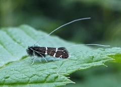 Adela septentrionella