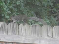 Sciurus carolinensis