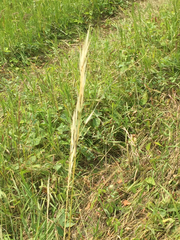 Hesperostipa spartea
