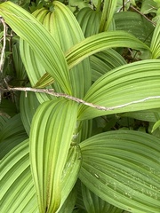 Veratrum viride eschscholtzianum