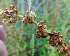 Rumex dentatus