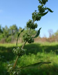 Rumex dentatus