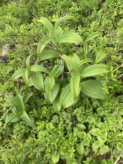 Veratrum viride eschscholtzianum