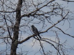 Aphelocoma wollweberi