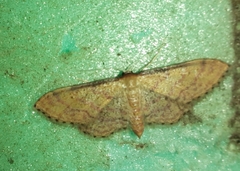 Idaea infirmaria