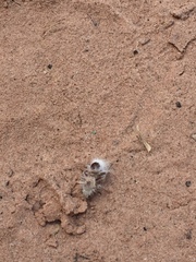 Dasymutilla gloriosa