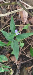 Commelina auriculata