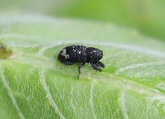 Tyloderma foveolatum