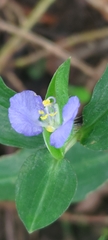 Commelina auriculata
