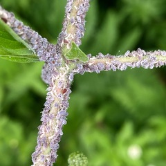 Aphis cephalanthi