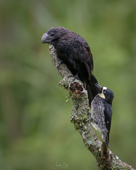 Crotophaga ani
