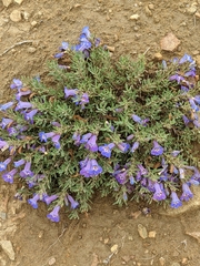 Penstemon crandallii
