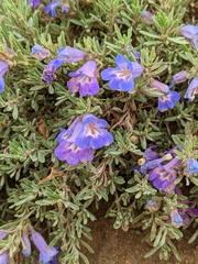 Penstemon crandallii