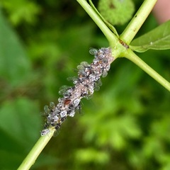 Aphis cephalanthi