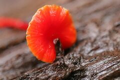 Pseudohygrocybe