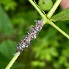 Aphis cephalanthi