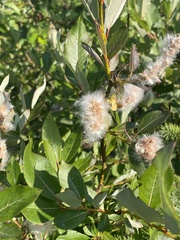 Salix alaxensis