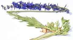 Delphinium distichum