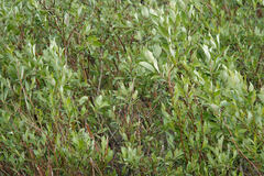 Salix pulchra