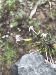 Ipomopsis aggregata weberi